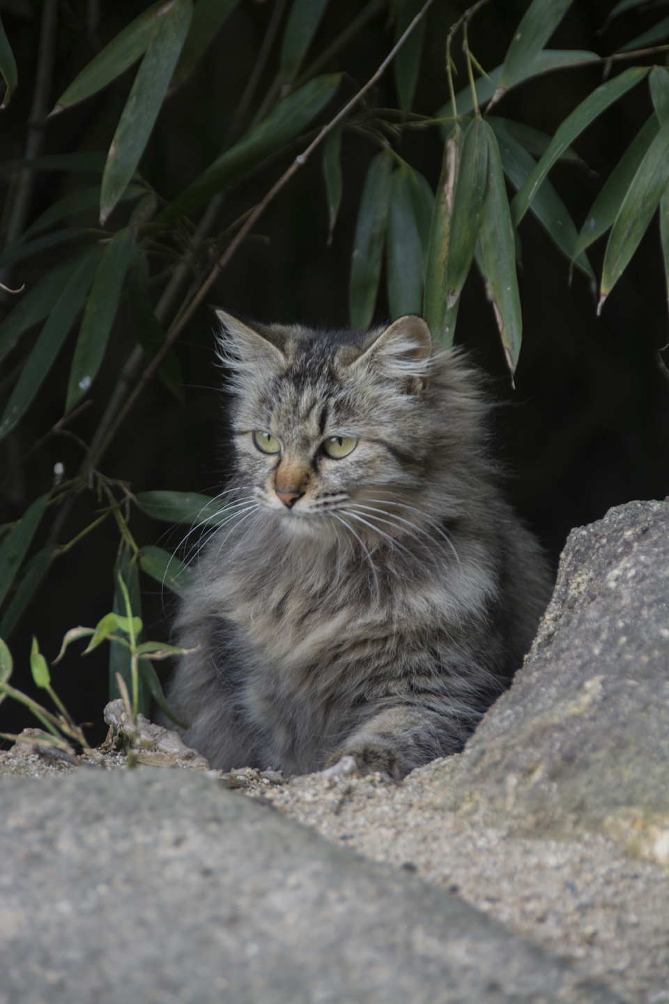 猫