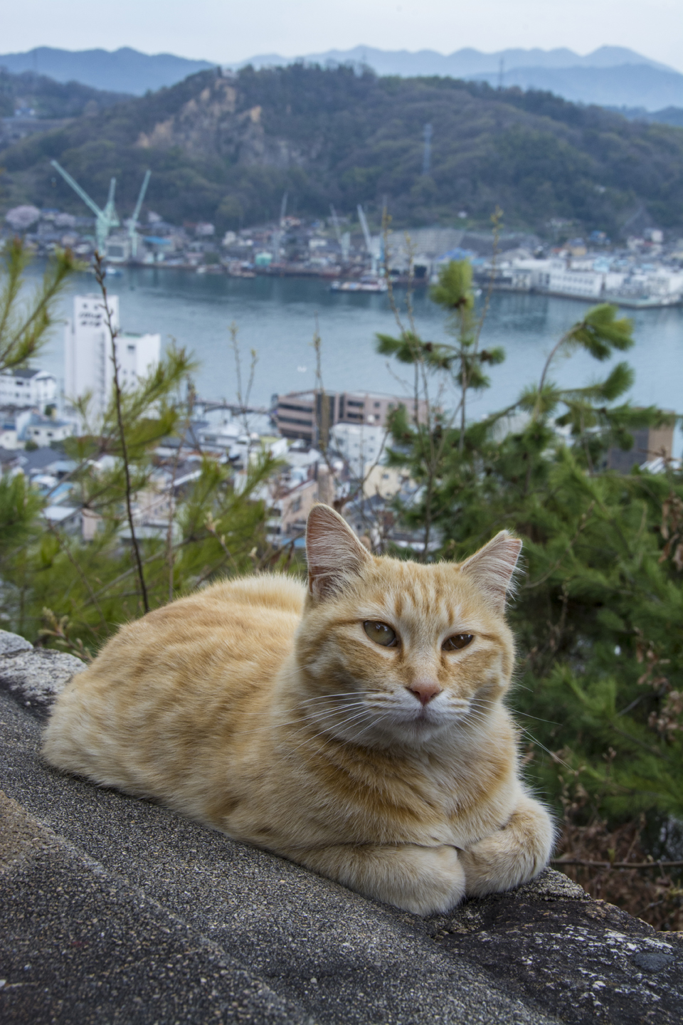 猫