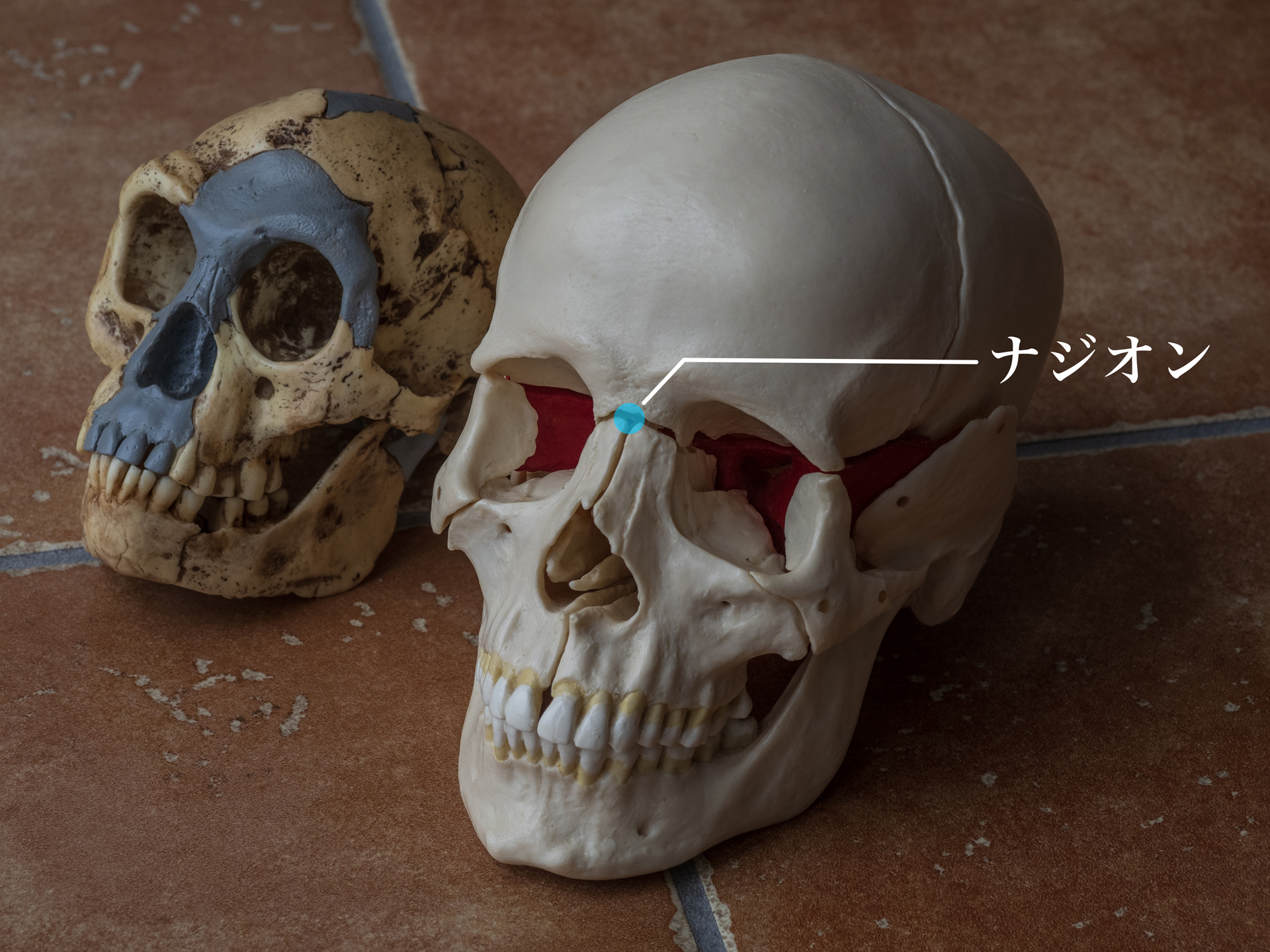 ナジオン