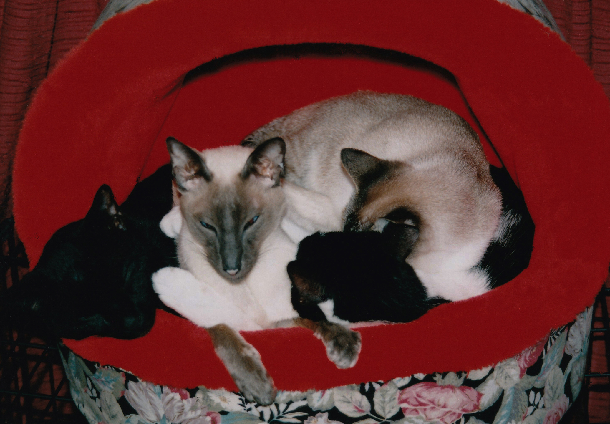 猫