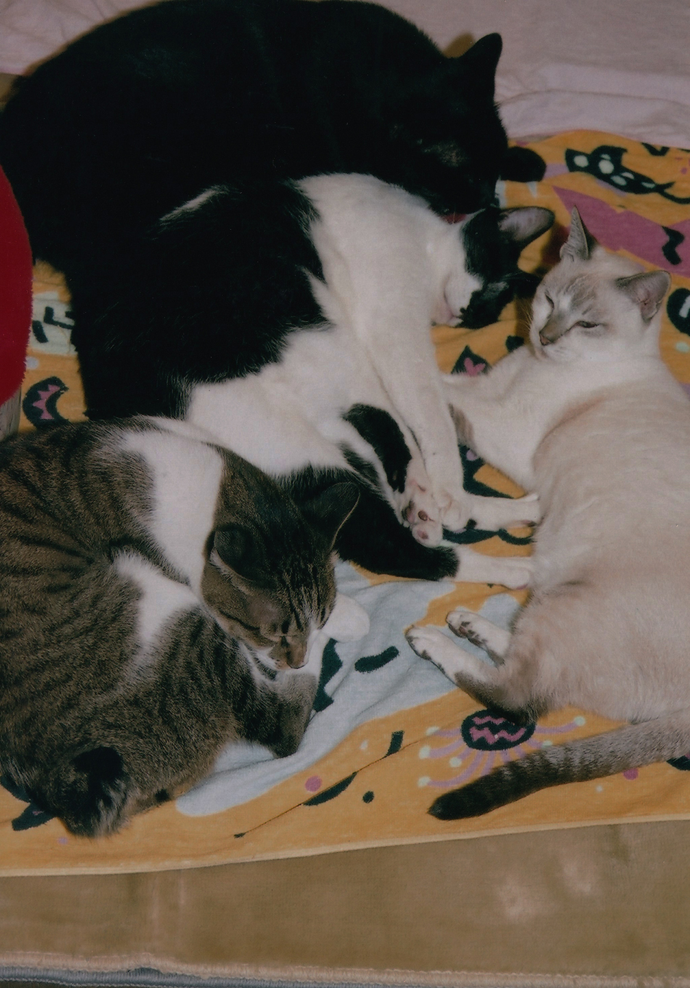 猫