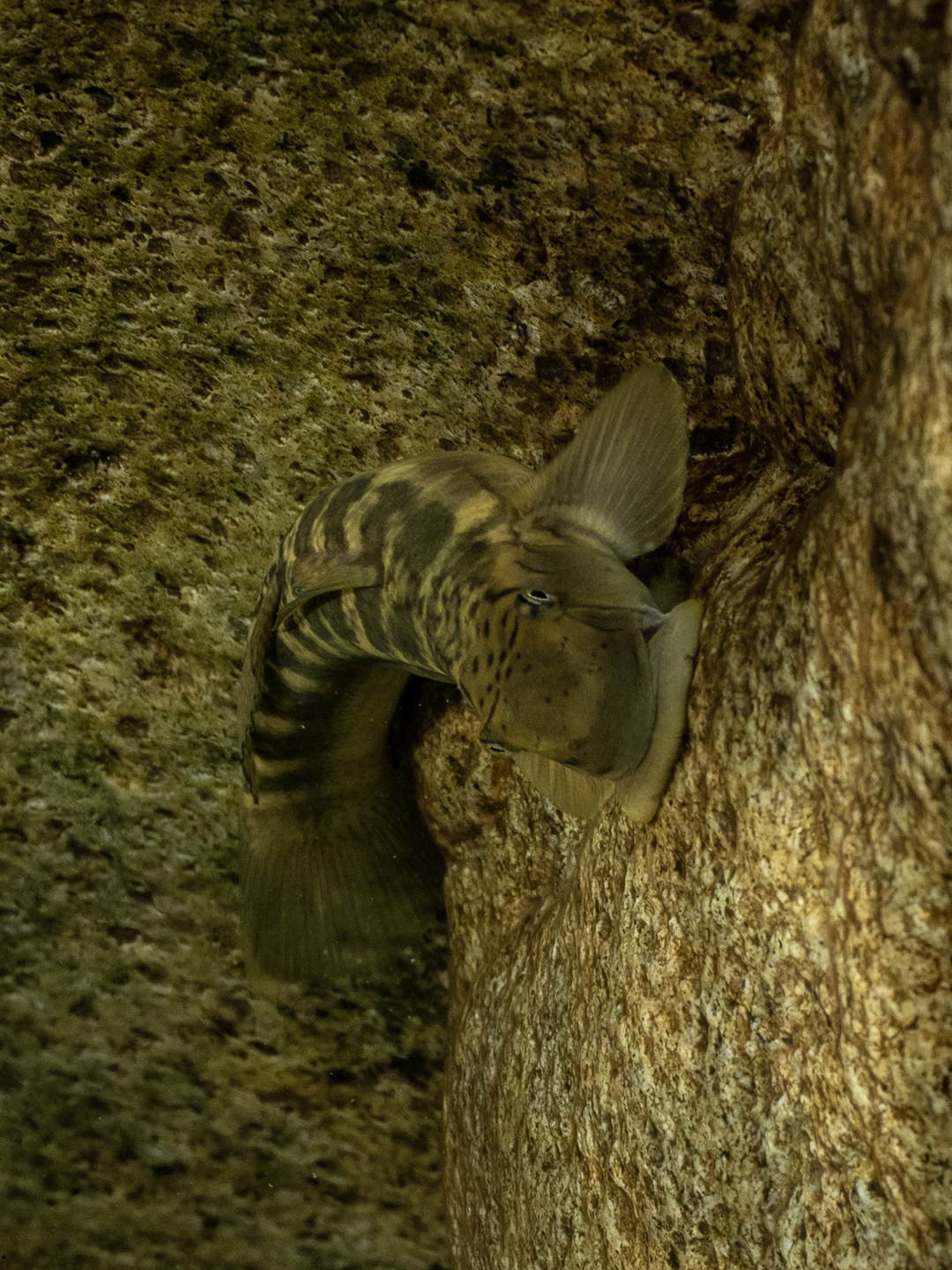 ボウズハゼ