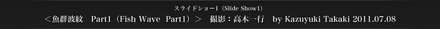 スライドショー1　＜魚群波紋　Part1（Fish Wave  Part1）＞　撮影：高木一行　by Kazuyuki Takaki 2011.07.08