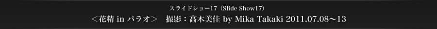 スライドショー17　＜花精 in パラオ＞　撮影：高木美佳 by Mika Takaki 2011.07.08〜13