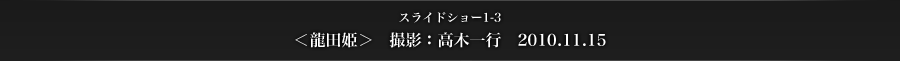 スライドショー1-3　＜龍田姫＞　撮影：高木一行　2010.11.15