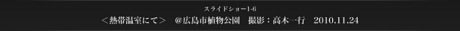 スライドショー1-6　＜熱帯温室にて＞　＠広島市植物公園　撮影：高木一行　2010.11.24