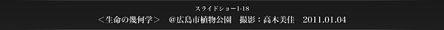 スライドショー1-18　＜生命の幾何学＞　＠広島市植物公園　撮影：高木美佳　2011.01.04
