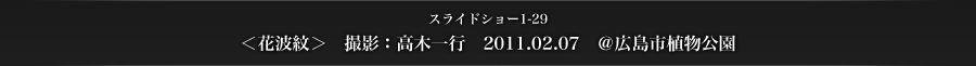 スライドショー1-29　＜花波紋＞　撮影：高木一行　2011.02.07　＠広島市植物公園