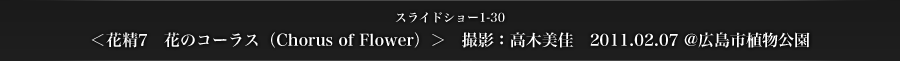 スライドショー1-30　＜花精7　花のコーラス（Chorus of Flower）＞　撮影：高木美佳　2011.02.07 @広島市植物公園