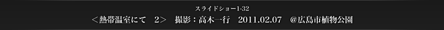 スライドショー1-32　＜熱帯温室にて　2＞　撮影：高木一行　2011.02.07　＠広島市植物公園