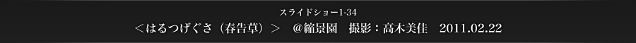 スライドショー1-34　＜はるつげぐさ（春告草）＞　＠縮景園　撮影：高木美佳　2011.02.22
