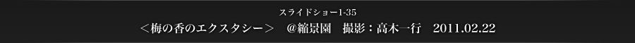スライドショー1-35　＜梅の香のエクスタシー＞　＠縮景園　撮影：高木一行　2011.02.22
