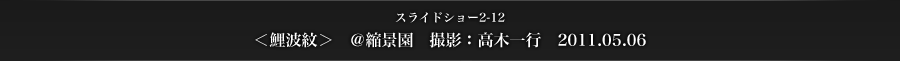 スライドショー2-12　＜鯉波紋＞　＠縮景園　撮影：高木一行　2011.05.06