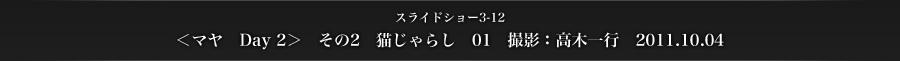 スライドショー3-12　＜マヤ　Day 2＞　その2　猫じゃらし　01　撮影：高木一行　2011.10.04