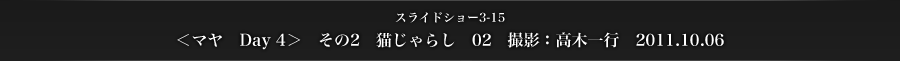 スライドショー3-15　＜マヤ　Day 4＞　その2　猫じゃらし　02　撮影：高木一行　2011.10.06