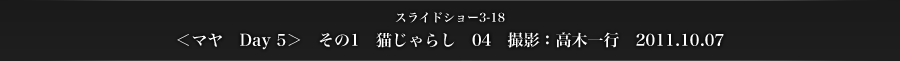 スライドショー3-18　＜マヤ　Day 5＞　その1　猫じゃらし　04　撮影：高木一行　2011.10.07