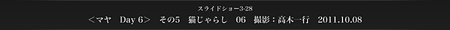 スライドショー3-28　＜マヤ　Day 6＞　その5　猫じゃらし　06　撮影：高木一行　2011.10.08