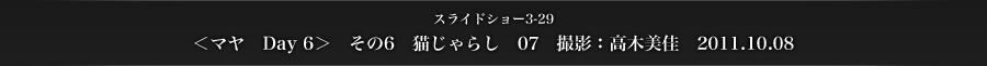 スライドショー3-29　＜マヤ　Day 6＞　その6　猫じゃらし　07　撮影：高木美佳　2011.10.08