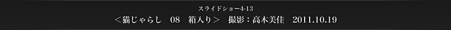 スライドショー4-13　＜猫じゃらし　08　箱入り＞　撮影：高木美佳　2011.10.19