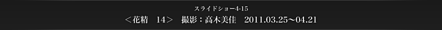 スライドショー4-15　＜花精　14＞　撮影：高木美佳　2011.03.25〜04.21
