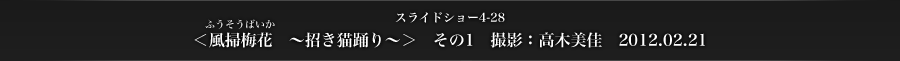 スライドショー4-28　＜風掃梅花［ふうそうばいか］〜招き猫踊り〜＞　その1　撮影：高木美佳　2012.02.21