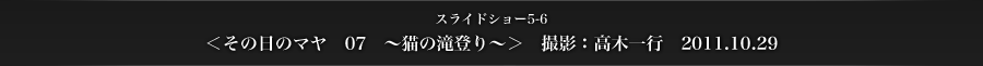 スライドショー5-6　＜その日のマヤ　07　～猫の滝登り～＞　撮影：高木一行　2011.10.29