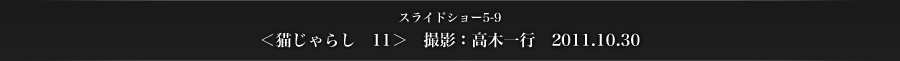 スライドショー5-9　＜猫じゃらし　11＞　撮影：高木一行　2011.10.30