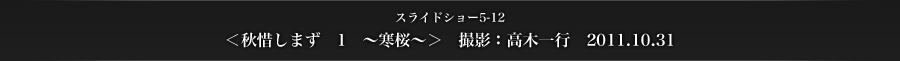 スライドショー5-12　＜秋惜しまず　1　～寒桜～＞　撮影：高木一行　2011.10.31
