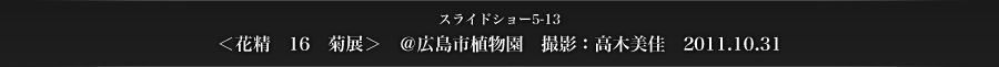 スライドショー5-13　＜花精　16　菊展＞　＠広島市植物園　撮影：高木美佳　2011.10.31