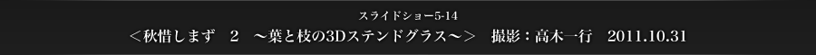 スライドショー5-14　＜秋惜しまず　2　～葉と枝の3Dステンドグラス〜＞　撮影：高木一行　2011.10.31