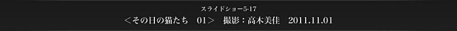スライドショー5-17　＜その日の猫たち　01＞　撮影：高木美佳　2011.11.01