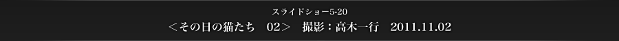 スライドショー5-20　＜その日の猫たち　02＞　撮影：高木一行　2011.11.02