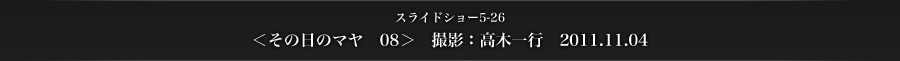 スライドショー5-26　＜その日のマヤ　08＞　撮影：高木一行　2011.11.04