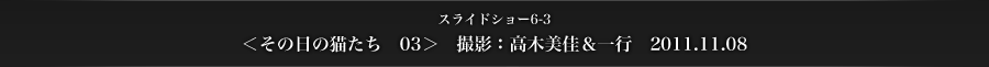 スライドショー6-3　＜その日の猫たち　03＞　撮影：高木美佳＆一行　2011.11.08