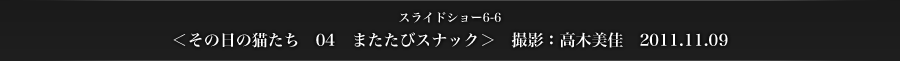 スライドショー6-6　＜その日の猫たち　04　またたびスナック＞　撮影：高木美佳　2011.11.09