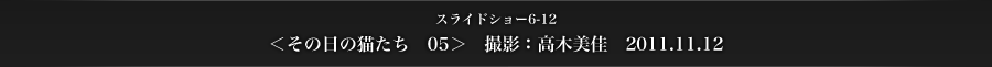 スライドショー6-12　＜その日の猫たち　05＞　撮影：高木美佳　2011.11.12