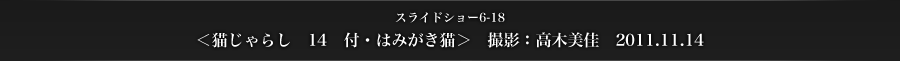 スライドショー6-18　＜猫じゃらし　14　付・はみがき猫＞　撮影：高木美佳　2011.11.14