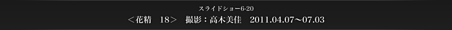 スライドショー6-20　＜花精　18＞　撮影：高木美佳　2011.04.07〜07.03