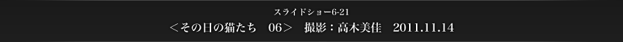 スライドショー6-21　＜その日の猫たち　06＞　撮影：高木美佳　2011.11.14