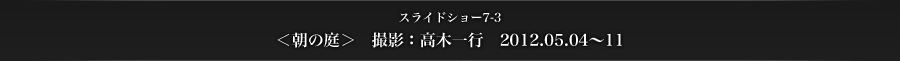 スライドショー7-3　＜朝の庭＞　撮影：高木一行　2012.05.04～11