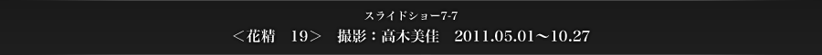 スライドショー7-7　＜花精　19＞　撮影：高木美佳　2011.05.01〜10.27
