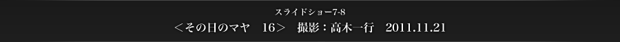 スライドショー7-8　＜その日のマヤ　16＞　撮影：高木一行　2011.11.21