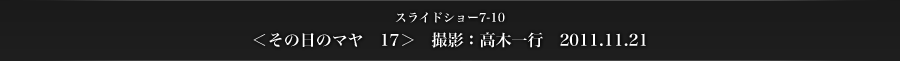 スライドショー7-10　＜その日のマヤ　17＞　撮影：高木一行　2011.11.21