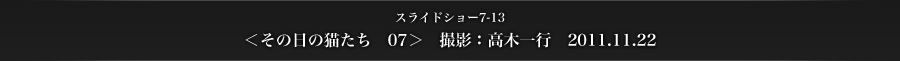 スライドショー7-13　＜その日の猫たち　07＞　撮影：高木一行　2011.11.22