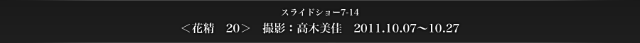 スライドショー7-14　＜花精　20＞　撮影：高木美佳　2011.10.07〜10.27