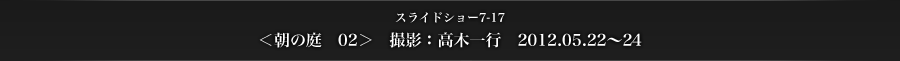 スライドショー7-17　＜朝の庭　02＞　撮影：高木一行　2012.05.22～24