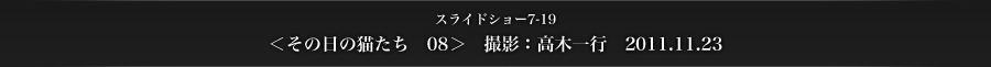 スライドショー7-19　＜その日の猫たち　08＞　撮影：高木一行　2011.11.23