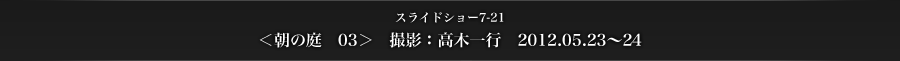 スライドショー7-21　＜朝の庭　03＞　撮影：高木一行　2012.05.23～24