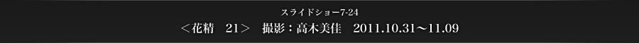 スライドショー7-24　＜花精　21＞　撮影：高木美佳　2011.10.31〜11.09