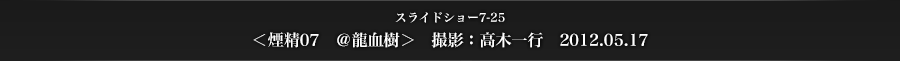 スライドショー7-25　＜煙精07　＠龍血樹＞　撮影：高木一行　2012.05.17